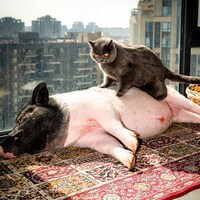 11_PIG_FengLi_NoteNoteÉditions