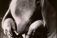Dora Maar “P&#232;re Ubu” (“Portrait of Ubu”) 4