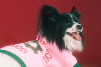 The Gucci Pet Collection 21