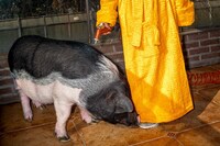 15_PIG_FengLi_NoteNoteÉditions 14