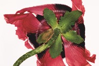 Irving Penn: Centennial 2