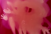 Transformer: Harley Weir &amp; George Rouy