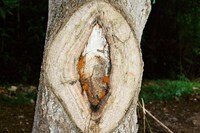 Lin Zhipeng (AKA No.223) at Saint Laurent, Rive Droite 15