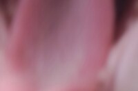 Nika Sandler, My Nonhuman Friends 7