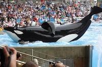 Blackfish-moviestill