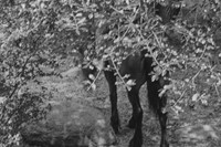 Roy DeCarava, “Horse and rider under tree” (1987) 2