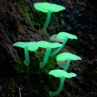 FUNGI - WEB OF LIFE_FILM STILL 8