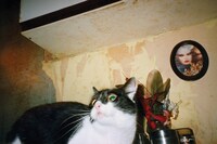 Ray’s a Laugh 2024 reissue 7