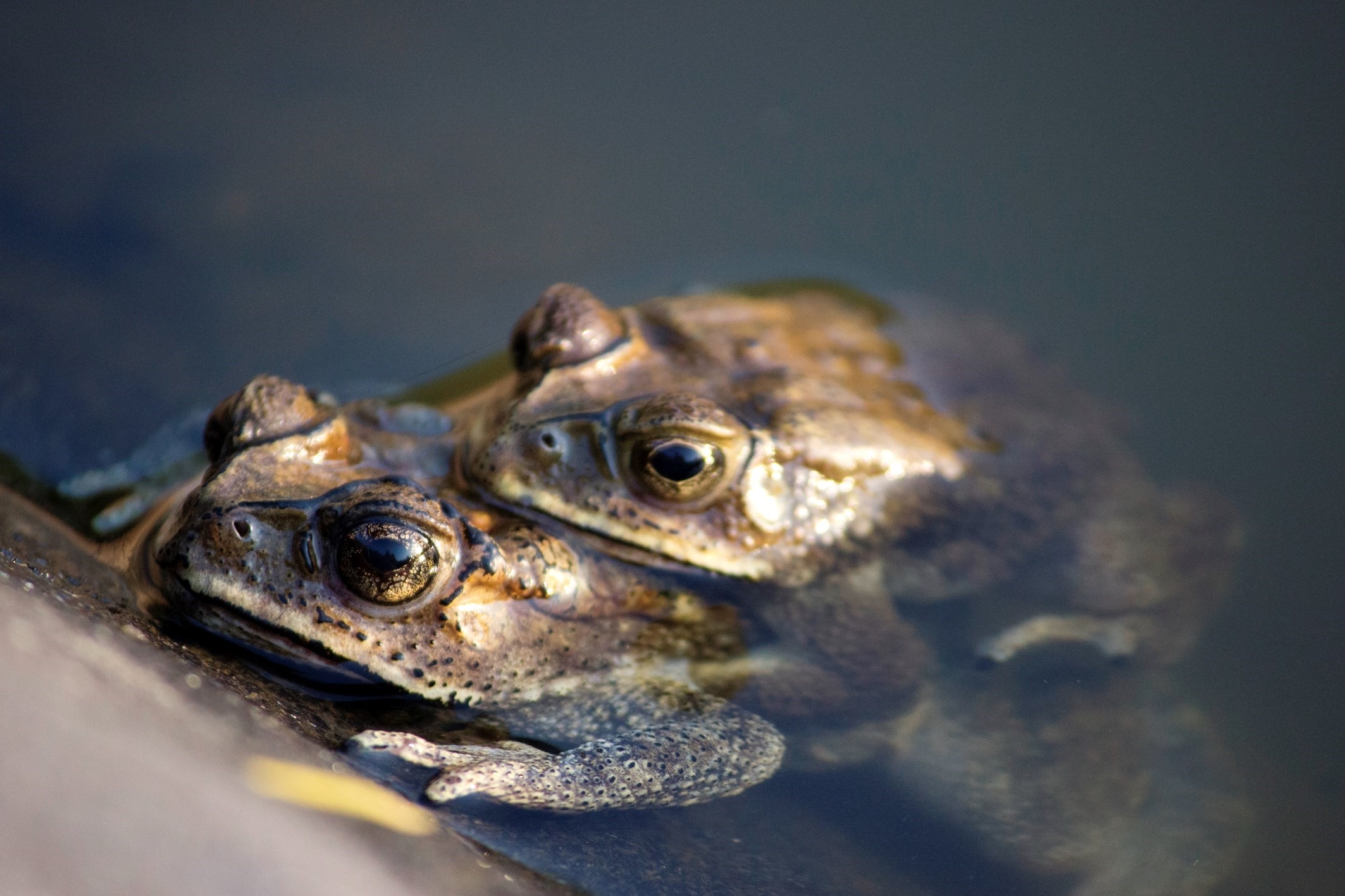 Female frogs pretend to be dead so males stop sexually harassing