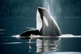 A lovely little Orca x