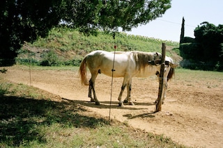 Horse, Key West 2011