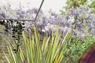 Georgia Janes, “Garden of Elowan”, Open Space (2022)