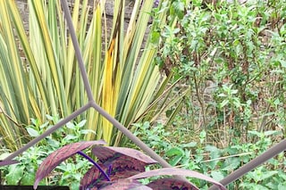 Georgia Janes, “Garden of Elowan”, Open Space (2022)