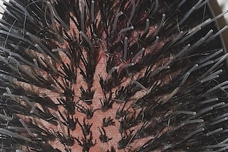 hairtest edward lampley photobook new york 