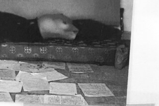 Collier Schorr, Writing a Letter (2026)