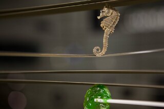 Art: Samara Scott / photo: Robin Sinha