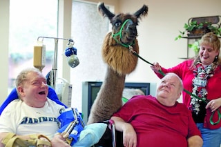 Niki Kuklenski introduces her llama, Marisco, to b