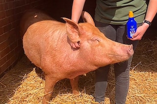 16505954-7286763-image-a-13_1564083606786