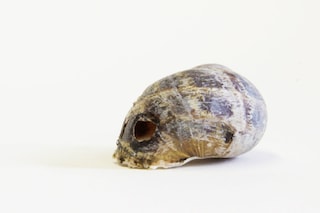 Snail skull