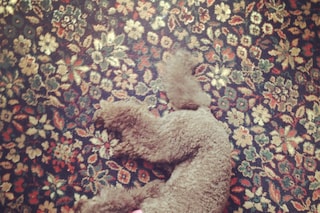  CoCo on the carpet 