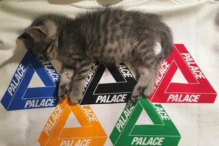@rafthecat Raf The Cat Instagram streetwear