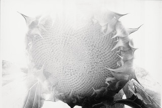 DC62_B1_Cult VIP_6_web