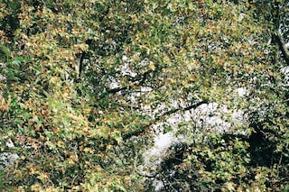 James Massiah for Burberry Boundless