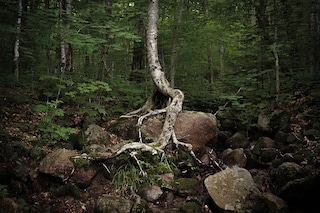 Untitled, Lincoln, New Hampshire, 2019