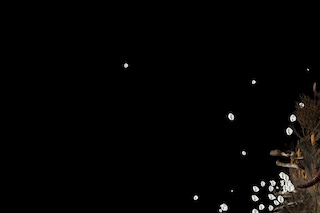 Josèfa Ntjam, Swell of Spæc(i)es (2024)