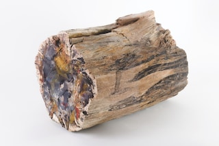 Bad Luck Hot Rocks Petrified Forest book Ryan Thompson 2