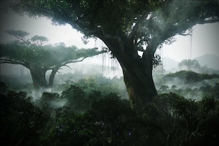 Home trees in the Avatar forest