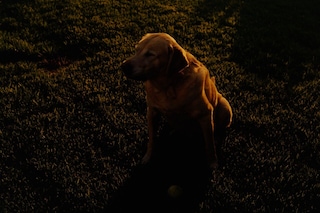 Blinking Dog, 2018