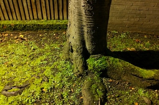 WP_20121206_023
