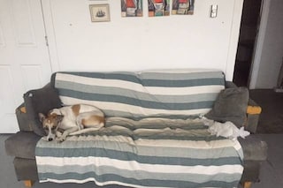 Mac DeMarco couch.v1