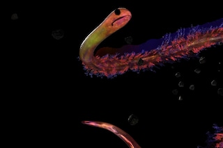 Josèfa Ntjam, Swell of Spæc(i)es (2024)