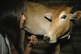 COW_1