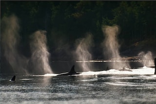 Blackfish Dogwoof Documentary (8)