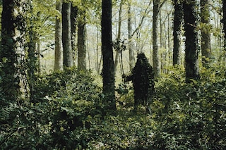 alberi