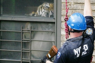 Ming of Harlem: Twenty-One Storeys in the Air