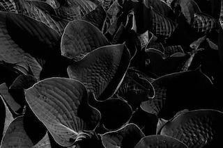 Ekaterina Bazhenova-Yamasaki’s Memory Turned Into Flesh