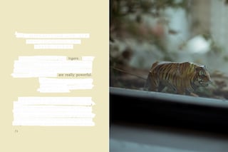 08-TIGERS ARE b