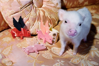 gucci year of the pig alessandro michele frank lebon 