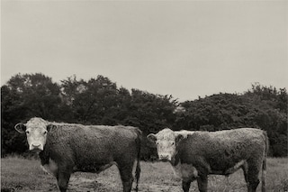 08. Peter Hujar, Butch and Buster, Hyrkin Farm, We