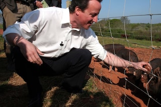David Cameron with pigs