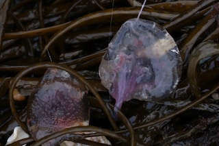 A cap, like water, transparent, fluid yet with definite body