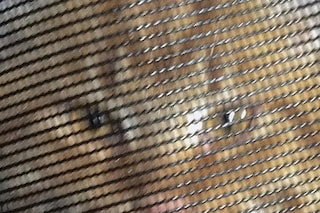 Nika Sandler, My Nonhuman Friends 