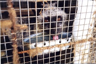 caged_racoondog005