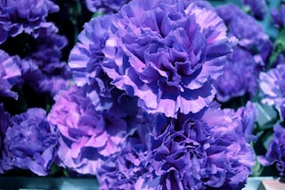 Common-Flowers-BlueCarnation