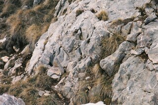 Young Blood, Old Shot