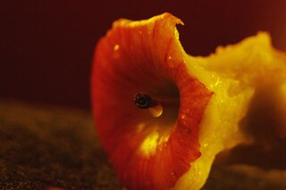 still from Juice Porn film